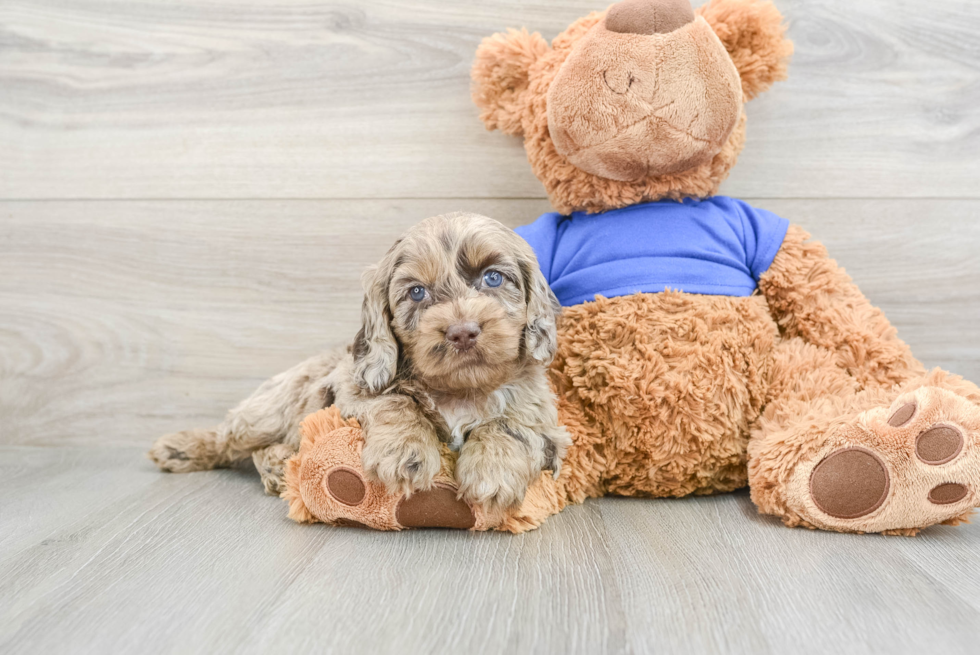 Friendly Cockapoo Baby