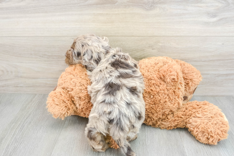 Cockapoo Puppy for Adoption