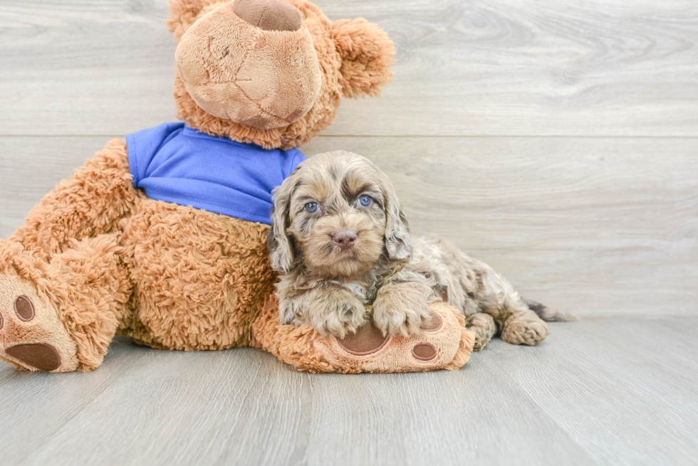 Sweet Cockapoo Baby