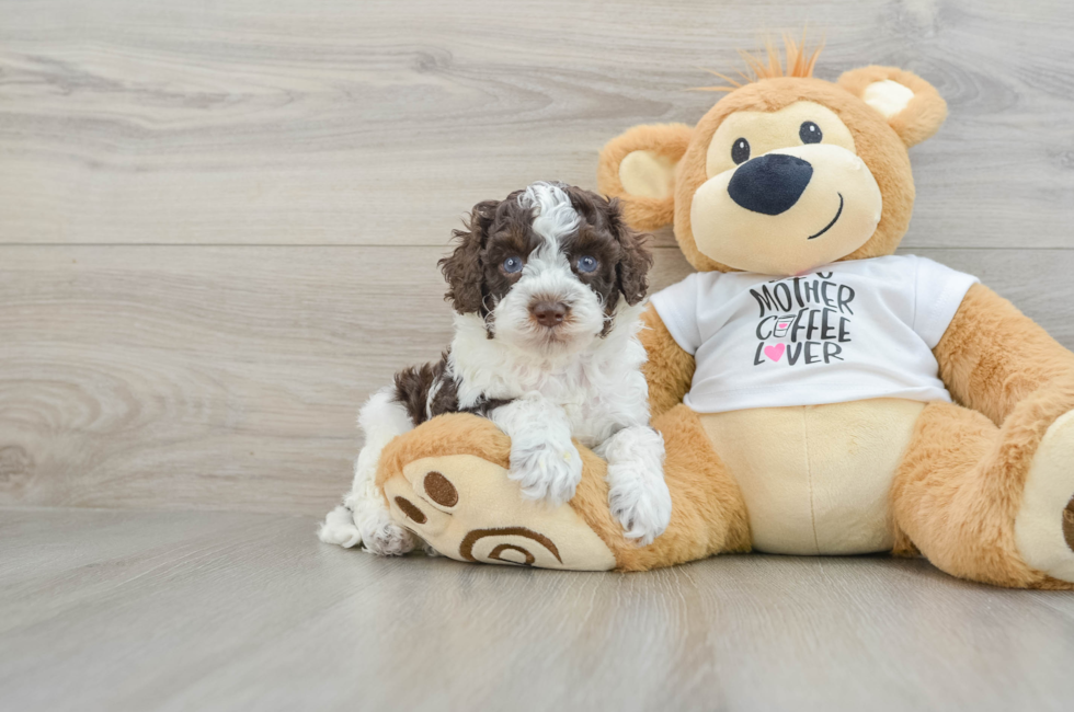 5 week old Cockapoo Puppy For Sale - Windy City Pups