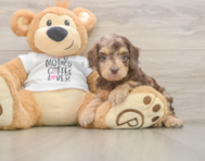 7 week old Cockapoo Puppy For Sale - Windy City Pups