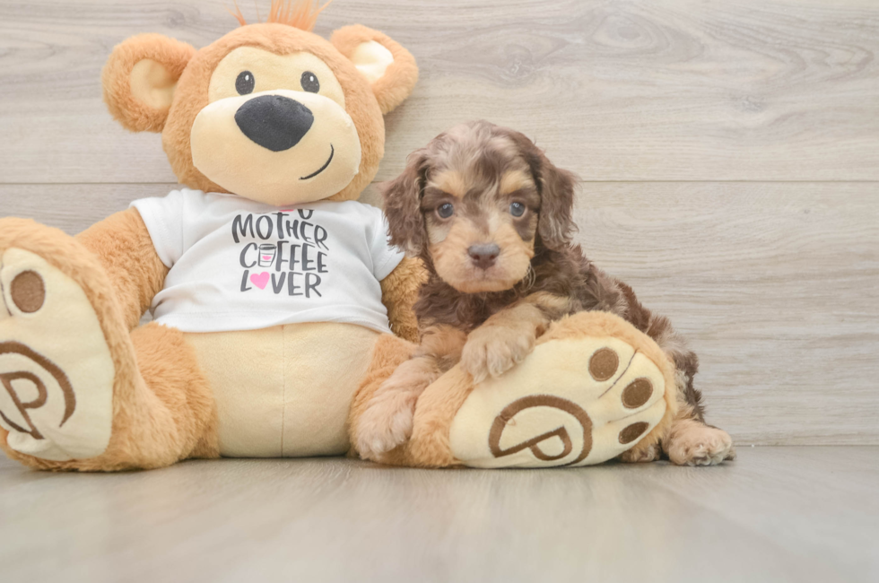5 week old Cockapoo Puppy For Sale - Windy City Pups