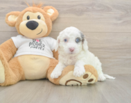 5 week old Cockapoo Puppy For Sale - Windy City Pups