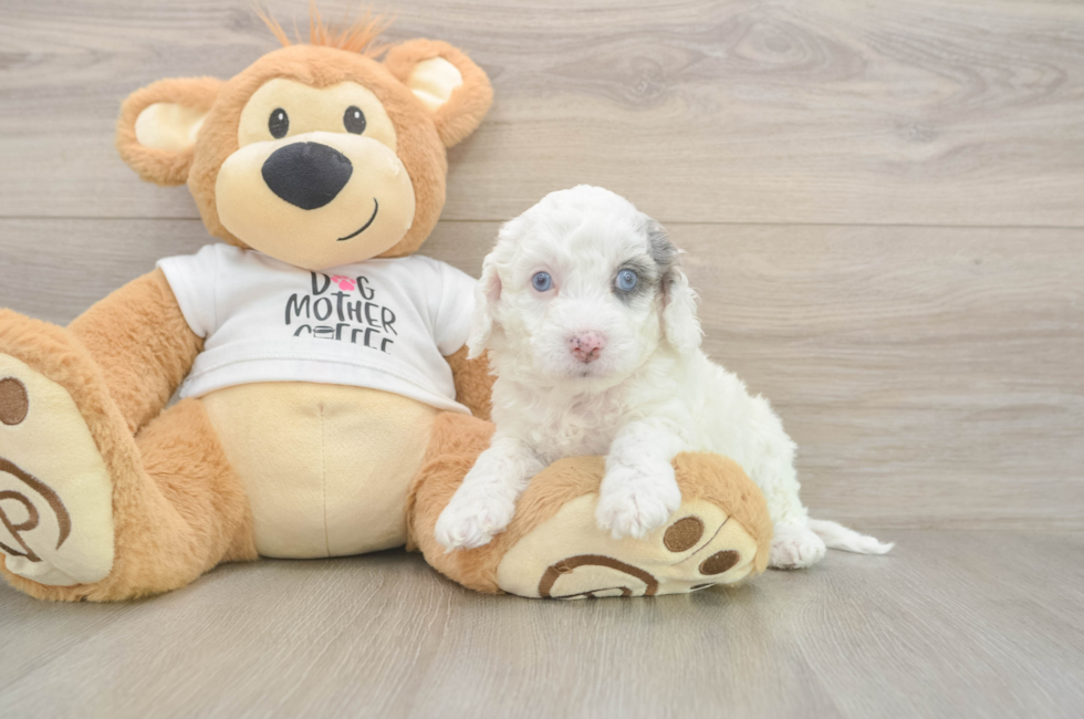 5 week old Cockapoo Puppy For Sale - Windy City Pups