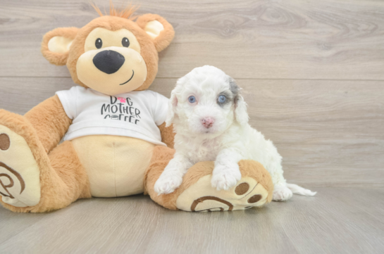 Cockapoo Puppy for Adoption