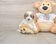 7 week old Cockapoo Puppy For Sale - Windy City Pups