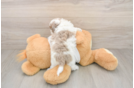 Fluffy Cockapoo Poodle Mix Pup