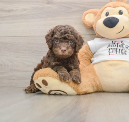 8 week old Cockapoo Puppy For Sale - Windy City Pups