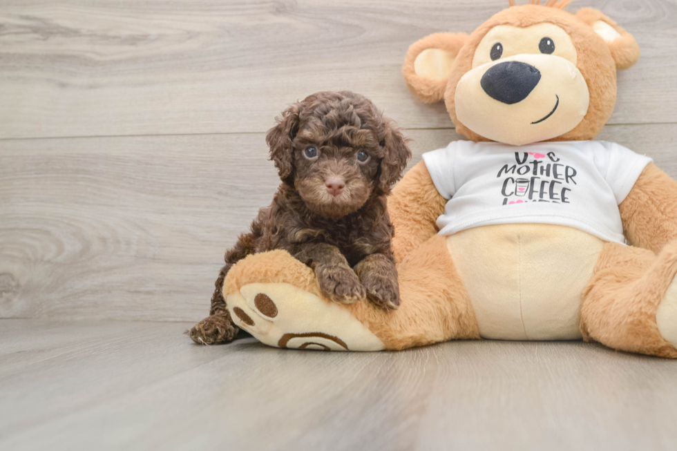 Happy Cockapoo Baby