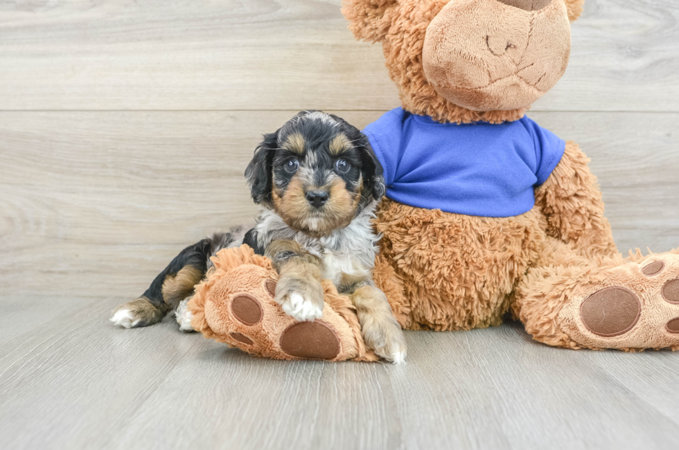 7 week old Cockapoo Puppy For Sale - Windy City Pups