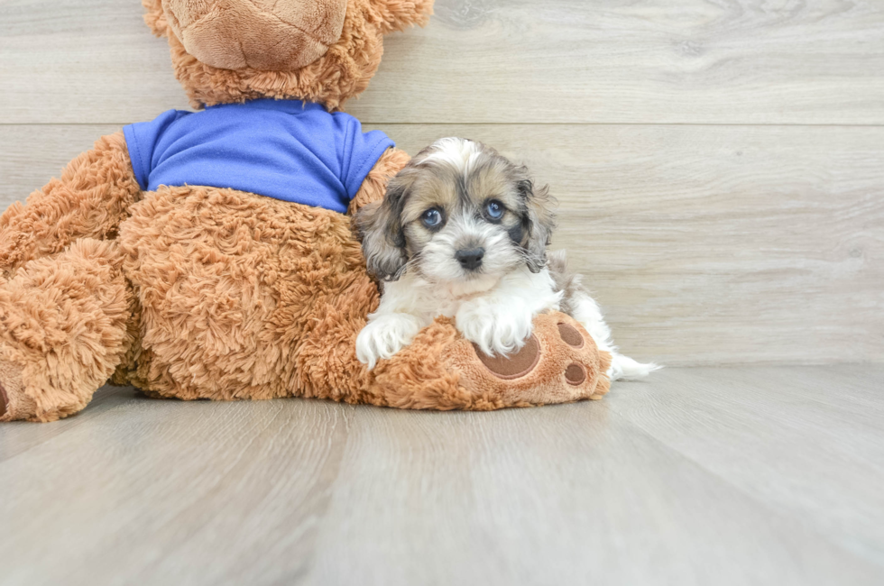 7 week old Cockapoo Puppy For Sale - Windy City Pups