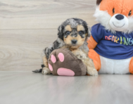 7 week old Cockapoo Puppy For Sale - Windy City Pups