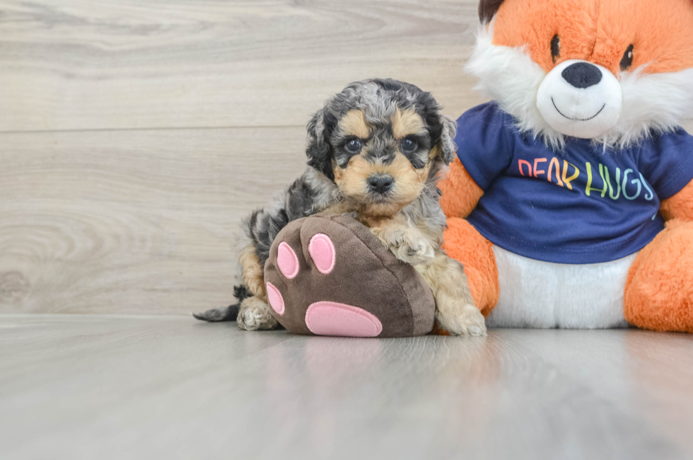 5 week old Cockapoo Puppy For Sale - Windy City Pups