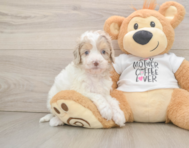 6 week old Cockapoo Puppy For Sale - Windy City Pups