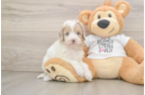 Smart Cockapoo Poodle Mix Pup