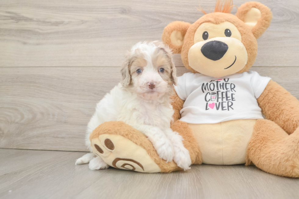 Smart Cockapoo Poodle Mix Pup