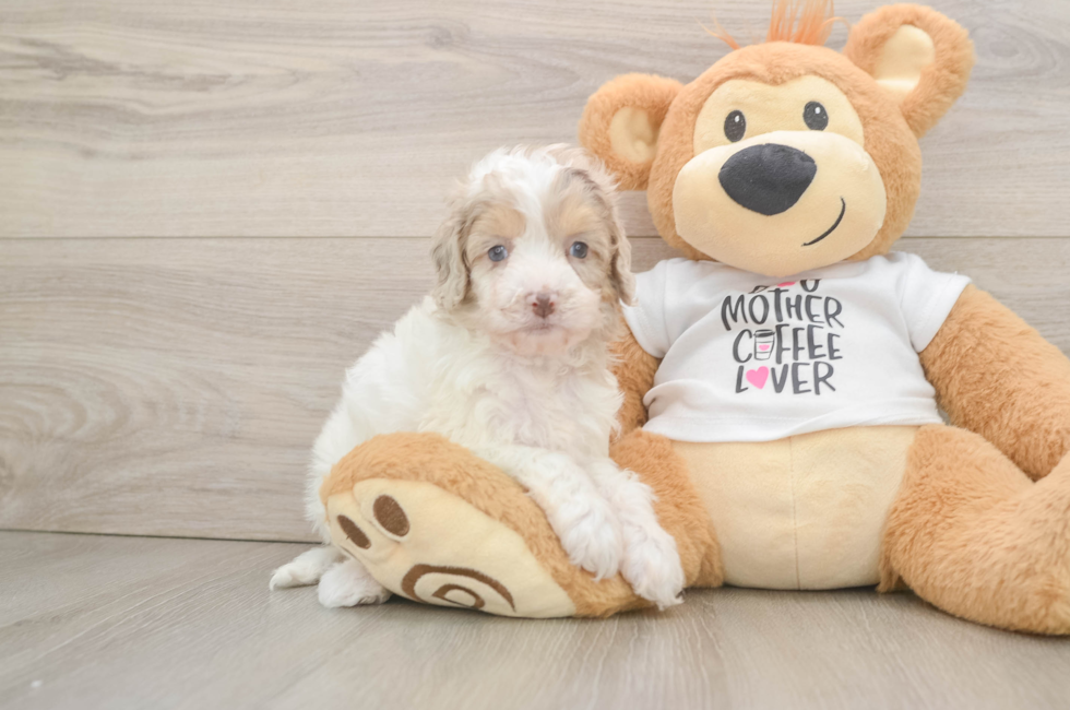 5 week old Cockapoo Puppy For Sale - Windy City Pups