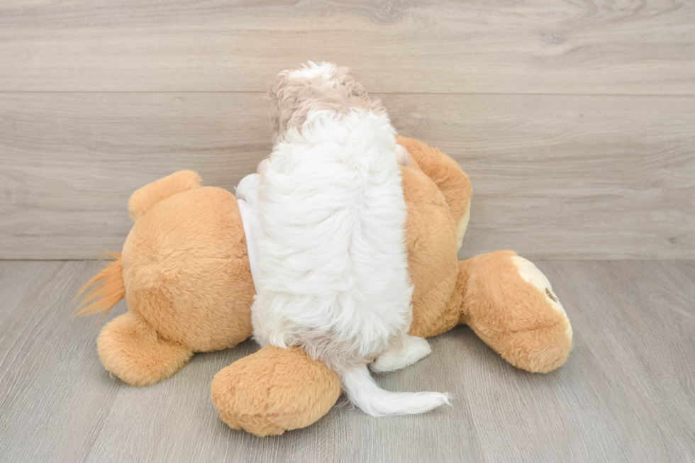Cute Cockapoo Baby