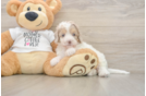 Best Cockapoo Baby