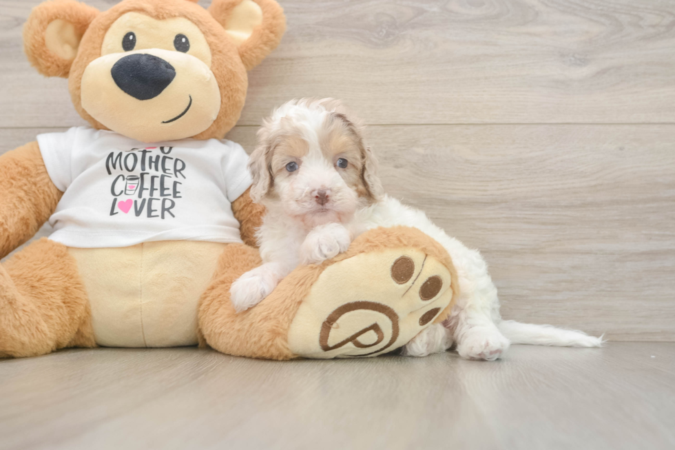Best Cockapoo Baby