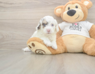 5 week old Cockapoo Puppy For Sale - Windy City Pups