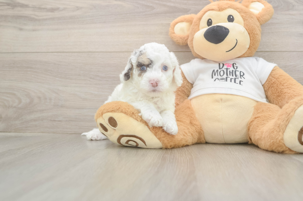 5 week old Cockapoo Puppy For Sale - Windy City Pups