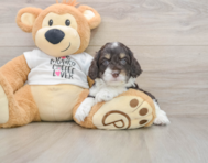 7 week old Cockapoo Puppy For Sale - Windy City Pups