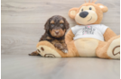 Happy Cockapoo Baby
