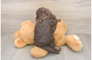 Cockapoo Puppy for Adoption