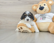 8 week old Cockapoo Puppy For Sale - Windy City Pups