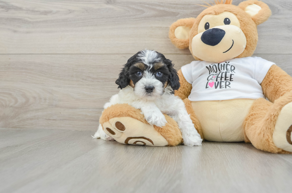 5 week old Cockapoo Puppy For Sale - Windy City Pups