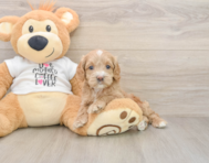 6 week old Cockapoo Puppy For Sale - Windy City Pups