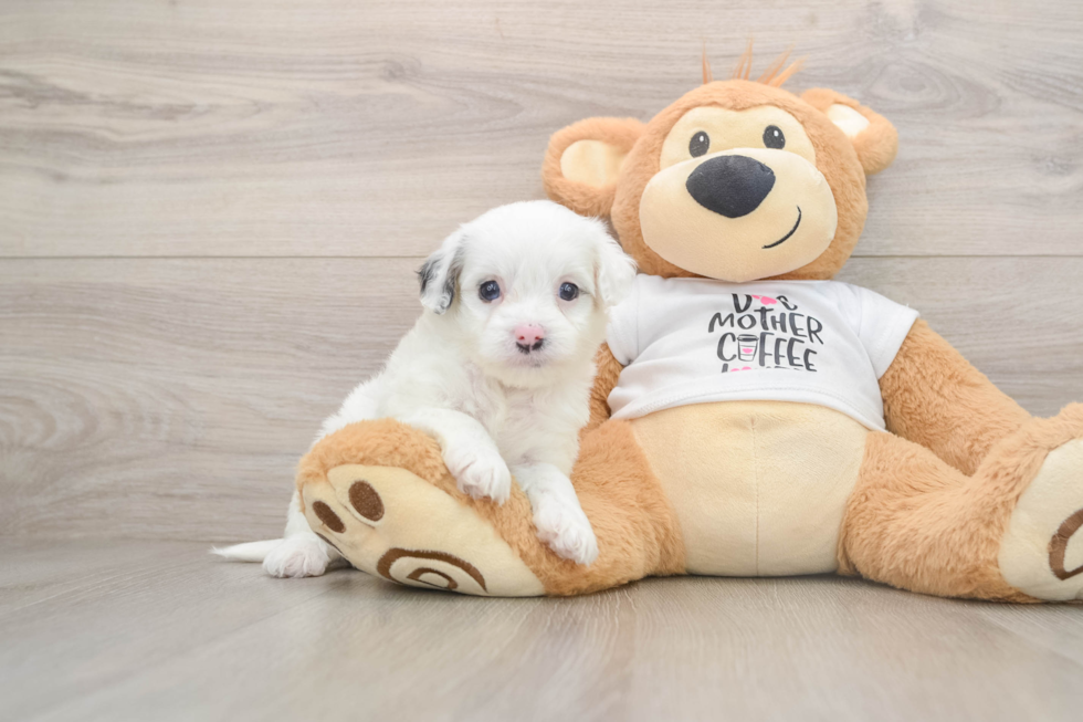 Happy Cockapoo Baby