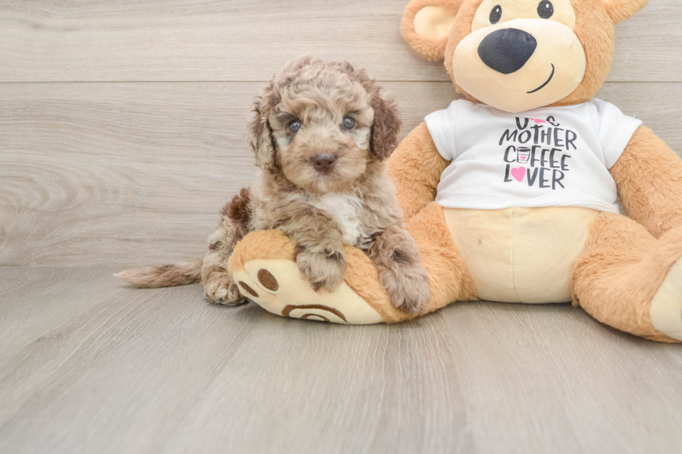 Cockapoo Puppy for Adoption