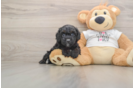 Smart Cockapoo Poodle Mix Pup