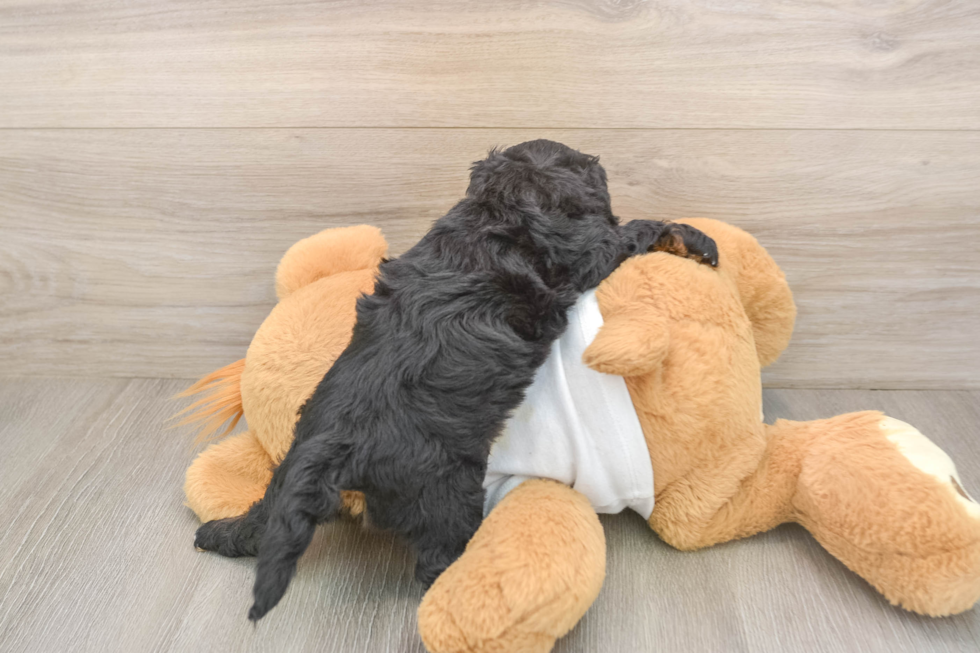 Smart Cockapoo Poodle Mix Pup