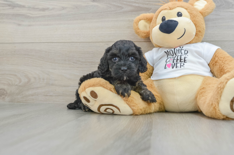 5 week old Cockapoo Puppy For Sale - Windy City Pups