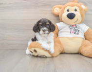 8 week old Cockapoo Puppy For Sale - Windy City Pups