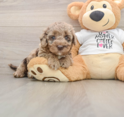 6 week old Cockapoo Puppy For Sale - Windy City Pups