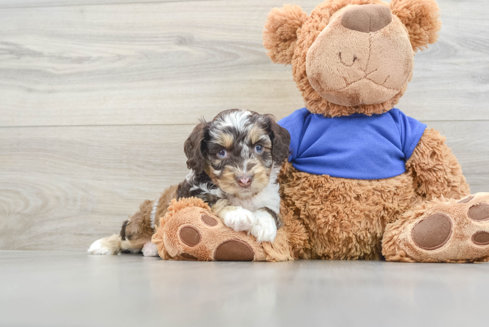 Cockapoo Pup Being Cute