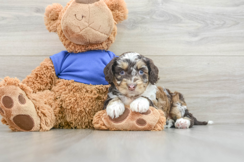 7 week old Cockapoo Puppy For Sale - Windy City Pups