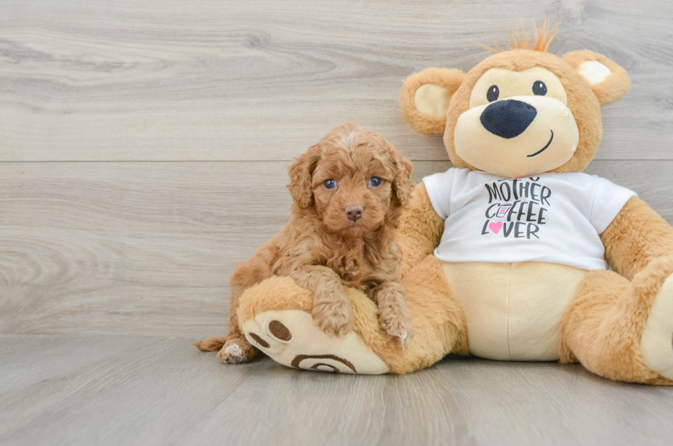 5 week old Cockapoo Puppy For Sale - Windy City Pups