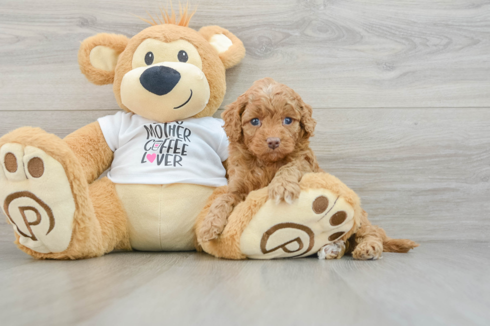 Fluffy Cockapoo Poodle Mix Pup