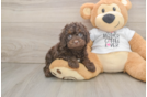Petite Cockapoo Poodle Mix Pup