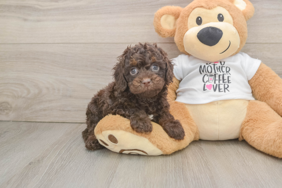 Petite Cockapoo Poodle Mix Pup