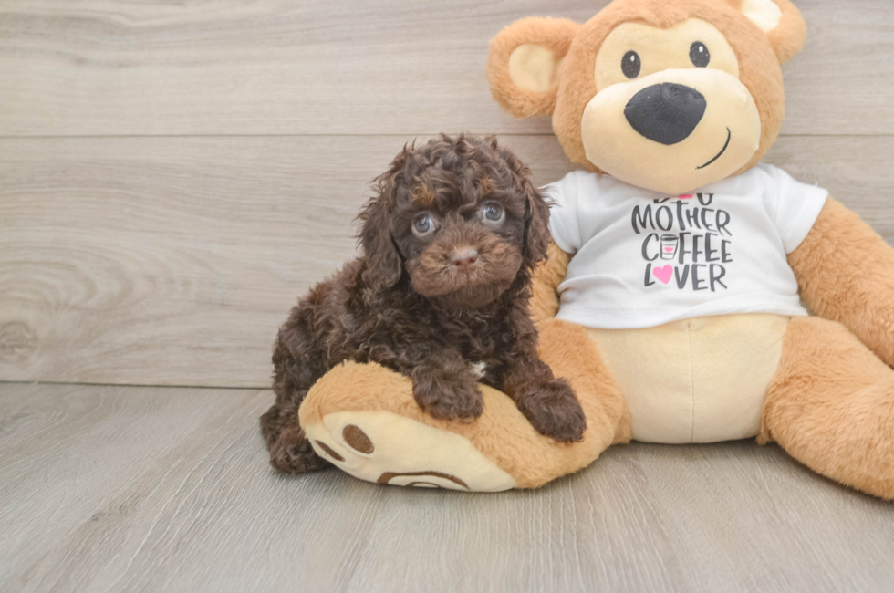 5 week old Cockapoo Puppy For Sale - Windy City Pups