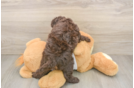 Best Cockapoo Baby