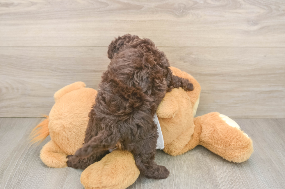 Best Cockapoo Baby