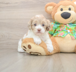 5 week old Cockapoo Puppy For Sale - Windy City Pups