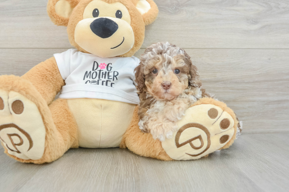 5 week old Cockapoo Puppy For Sale - Windy City Pups